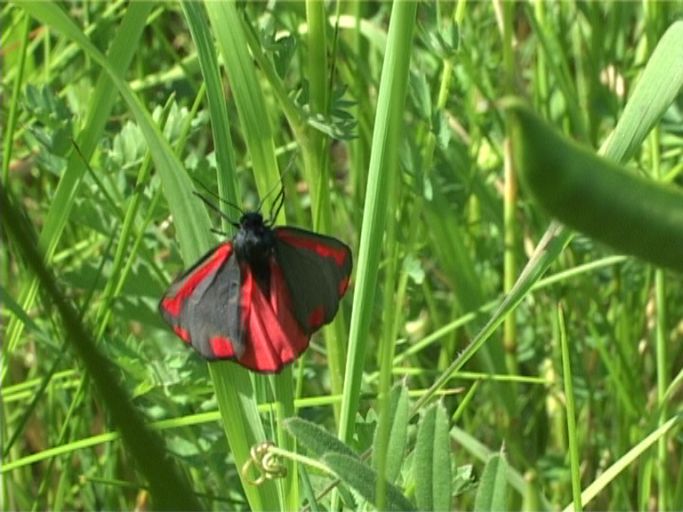 Blutbär ( Tyria jacobaeae ) : Am Niederrhein, 24.05.2009